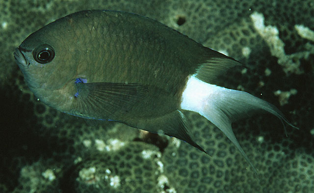 Chromis caudalis (Castagnola ascella blu)